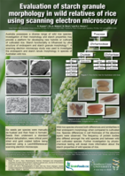 Evaluation of starch granule morphology in wild relatives of rice using scanning electron microscopy