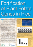 Fortification of plant folate genes in rice
