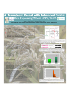 A transgenic cereal crop with enhanced folate: rice expressing wheat HPPK/DHPS