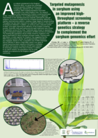 Targeted mutagenesis in sorghum using an improved high-throughput screening platform – a reverse genetics strategy to complement the sorghum genomics effort