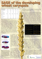 SAGE of the developing wheat caryopsis