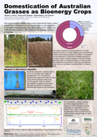 Domestication of Australian grasses as bioenergy crops
