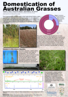 Domestication of Australian grasses