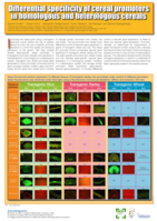 Differential specificity of cereal promoters in homologous and heterologous cereals
