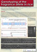 Genotyping of the fragrance allele in rice