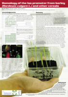 Homology of the isa promoter from barley (Hordeum vulgare) and other cereals