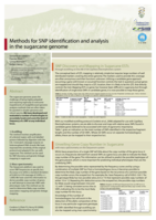 Methods for SNP identification and analysis in the sugarcane genome