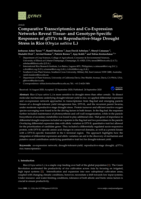 Comparative Transcriptomics and Co-Expression Networks Reveal Tissue- and Genotype-Specific Responses of qDTYs to Reproductive-Stage Drought Stress in Rice (Oryza sativa L.)