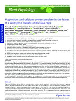 Magnesium and calcium overaccumulate in the leaves of a schengen3 mutant of Brassica rapa