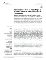 Genetic Dissection of Root Angle of Brassica napus in Response to Low Phosphorus