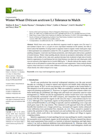 Winter Wheat (Triticum aestivum L.) Tolerance to Mulch