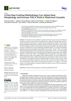 A One-Step Grafting Methodology Can Adjust Stem Morphology and Increase THCA Yield in Medicinal Cannabis