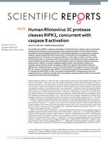 Human Rhinovirus 3C protease cleaves RIPK1, concurrent with caspase 8 activation