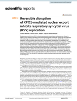 Reversible disruption of XPO1-mediated nuclear export inhibits respiratory syncytial virus (RSV) replication