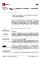 RIPK1 Is Cleaved by 3C Protease of Rhinovirus A and B Strains and Minor and Major Groups