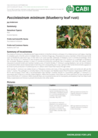 Pucciniastrum minimum (blueberry leaf rust)