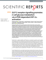 GLP-1 receptor signalling promotes beta-cell glucose metabolism via mTOR-dependent HIF-1 alpha activation