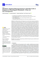 Metabolic Adaptions/Reprogramming in Islet Beta-Cells in Response to Physiological Stimulators-What Are the Consequences