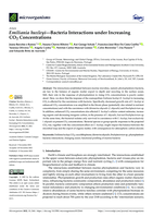 Emiliania huxleyi—Bacteria Interactions under Increasing CO2 Concentrations
