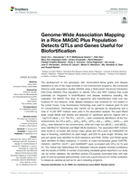 Genome-Wide Association Mapping in a Rice MAGIC Plus Population Detects QTLs and Genes Useful for Biofortification