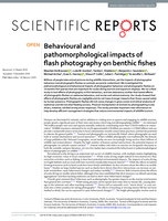 Behavioural and pathomorphological impacts of flash photography on benthic fishes