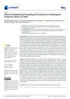 Effect of Endometrial Sampling Procedures on Subsequent Pregnancy Rate of Cattle