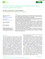 A terpene synthase supergene locus determines chemotype in Melaleuca alternifolia (tea tree)