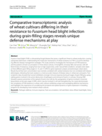 Comparative transcriptomic analysis of wheat cultivars differing in their resistance to Fusarium head blight infection during grain-filling stages reveals unique defense mechanisms at play