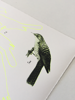 Striped honeyeater [Print media]