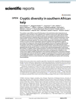 Cryptic diversity in southern African kelp