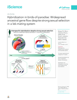 Hybridization in birds-of-paradise: Widespread ancestral gene flow despite strong sexual selection in a lek-mating system