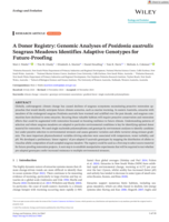 A Donor Registry: Genomic Analyses of Posidonia australis Seagrass Meadows Identifies Adaptive Genotypes for Future‐Proofing