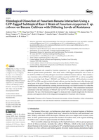 Histological Dissection of Fusarium-Banana Interaction Using a GFP-Tagged Subtropical Race 4 Strain of Fusarium oxysporum f. sp. cubense on Banana Cultivars with Differing Levels of Resistance