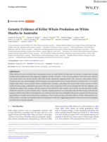 Genetic Evidence of Killer Whale Predation on White Sharks in Australia