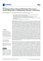 Physiological stress in rescued wild koalas (Phascolarctos cinereus) being held in a rehabilitation sanctuary: A pilot study