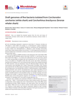 Draft genomes of five bacteria isolated from Carcharodon carcharias (white shark) and Carcharhinus brachyurus (bronze whaler shark)
