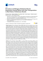 Prevalence of Pathogens Related to Bovine Respiratory Disease Before and After Transportation in Beef Steers: Preliminary Results