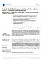 Impact of Social Buffering and Restraint on Welfare Indicators during UK Commercial Horse Slaughter
