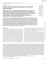 Impact of intermittent lead exposure on hominid brain evolution