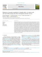 Regulation of secondary metabolism in Cannabis sativa L. by abscisic acid and water deficit during early flower development and after recovery