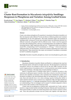 Cluster Root Formation in Macadamia integrifolia Seedlings: Responses to Phosphorus and Variation Among Grafted Scions