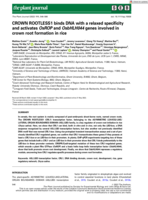 CROWN ROOTLESS1 binds DNA with a relaxed specificity and activates OsROP and OsbHLH044 genes involved in crown root formation in rice