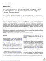 Extreme modification of teeth and bones by porcupines (Hystrix cf. H. kiangsenensis and Atherurus macrourus) Làng Tráng Cave complex, northern Vietnam