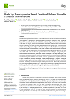 Heads Up: Transcriptomics Reveal Functional Roles of Cannabis Glandular Trichome Stalks