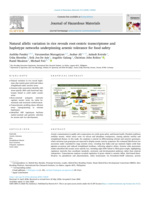 Natural allelic variation in rice reveals root-centric transcriptome and haplotype networks underpinning arsenic tolerance for food safety