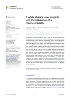 A white shark’s view: insights into the behaviour of a marine predator