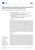 Energy Metabolism and Nutritional Condition of Juvenile White Sharks (Carcharodon carcharias; Linnaeus, 1978)