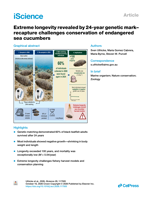 Extreme longevity revealed by 24-year genetic mark–recapture challenges conservation of endangered sea cucumbers